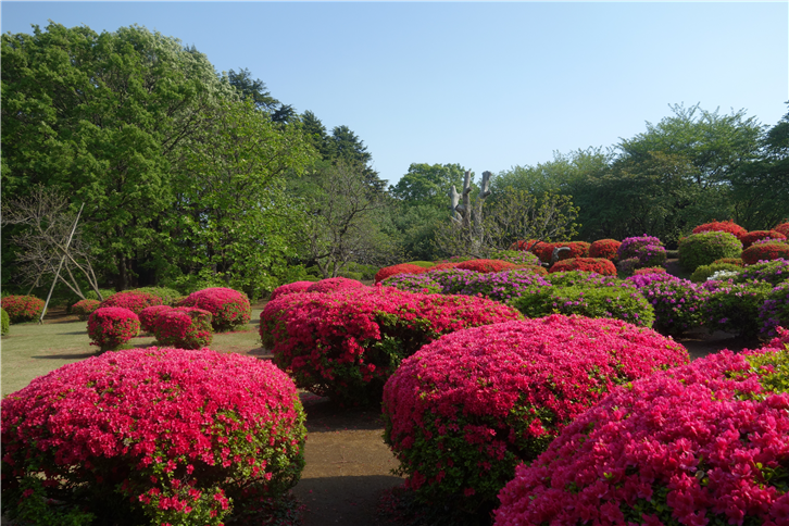 Tokyo 5472 azaleas in park-crop-v2.JPG